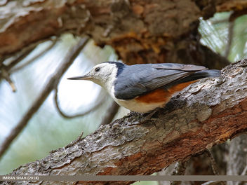 White-cheeked Nuthatch (Sitta leucopsis) - бесплатный image #463395